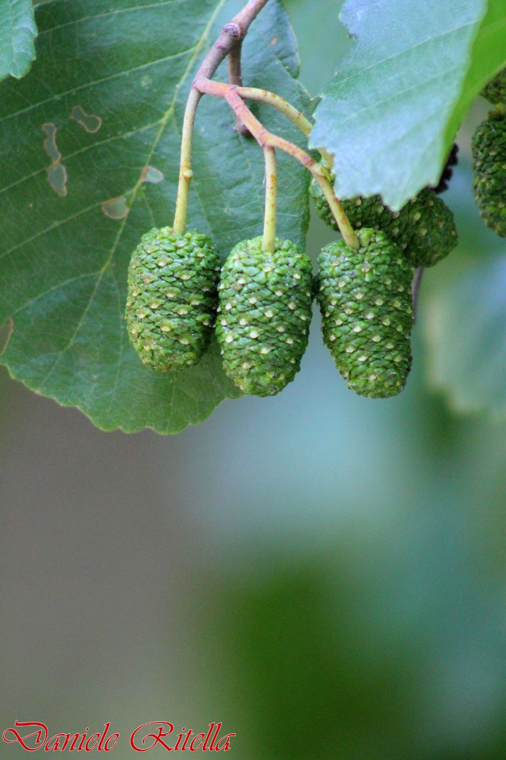 A quale albero appartengono???